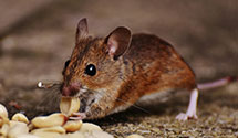 24 Hour & Emergency Exterminators in Fontana, CA